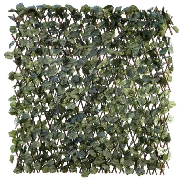 Slika Ukrasni bršljan